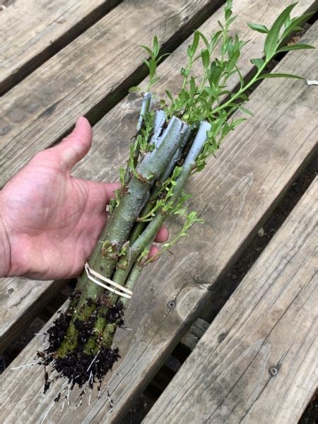 hybrid willow tree cuttings|hybrid willow cuttings for sale.